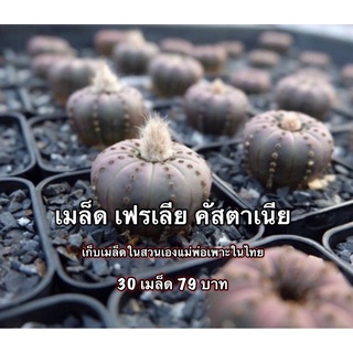 🌵เมล็ดพันธุ์แคคตัส🌵แฟเลีย คัสตาเนีย 30เมล็ด กระบองเพชร