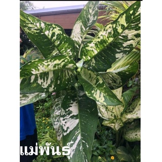 #Dieffenbachia #ดิฟเฟนบาเกีย (ด่าง 3 สี)เทพนิมิต ใบด่างสามสี