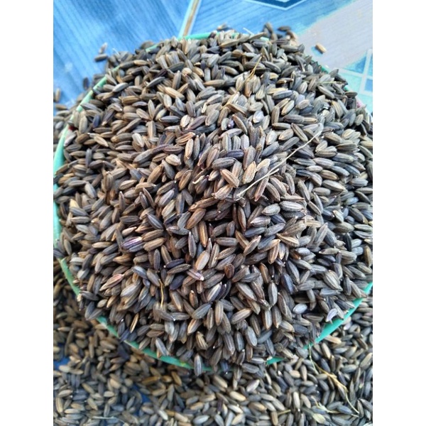 เมล็ดพันธุ์ข้าว ข้าวก่ำเหนียวดำ1กก.
