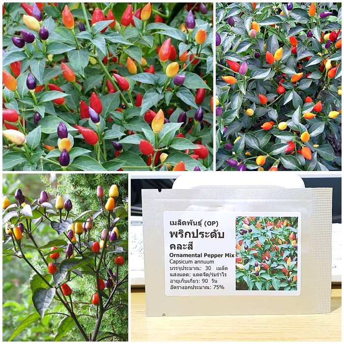 เมล็ดพันธุ์ พริกประดับ คละสี (Ornamental Pepper Mix Seed) บรรจุ 30 เมล็ด คุณภาพดี ของแท้ 100%