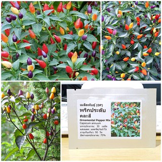 เมล็ดพันธุ์ พริกประดับ คละสี (Ornamental Pepper Mix Seed) บรรจุ 30 เมล็ด คุณภาพดี ของแท้ 100%