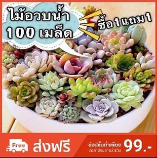 ซื้อ 1 แถม1❗️เมล็ดพันธ์ุ ”ไม้อวบน้ำ100เมล็ด”🌸