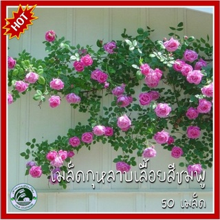 50 เมล็ด กุหลาบเลื้อยสีชมพู Pink Climbing rose กุหลาบ กุหลาบเลื้อย เมล็ดกุหลาบ เมล็ดกุหลาบเลื้อย