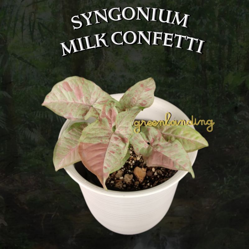 Syngonium Milk Confetti 💗