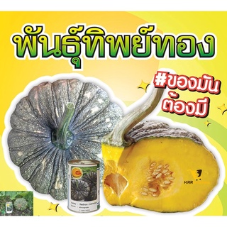 เมล็ดฟักทองทิพย์ทอง 100 กรัม ฟักทองข้าวตอก ฟักทองลายข้าวตอก ฟักทองทิพย์ทอง 100 กรัม เมล็ด เมล็ดพันธ์ุ