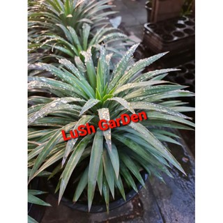 ต้นอะเกรฟ (อากาเว่ Agave Bracteosa) กระถาง 11"