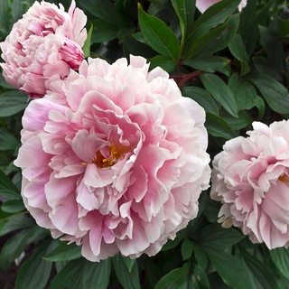 20 เมล็ด เมล็ดโบตั๋น ดอกโบตั๋น ดอกพีโอนี (Peony) สีชมพู Jin ling