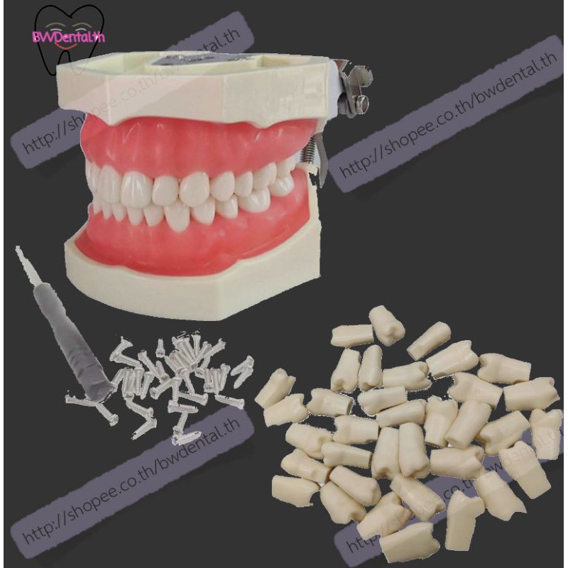 Modèle Dentaire Typodont NISSIN 200 Avec 28 Dents Amovibles - Marque Eterfant, Neuf