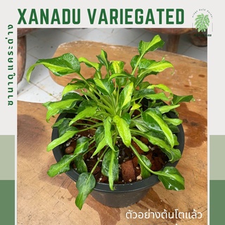 ซานาดูแคระด่าง | philodendron xanadu variegated ไม้ด่าง ไม้สะสม