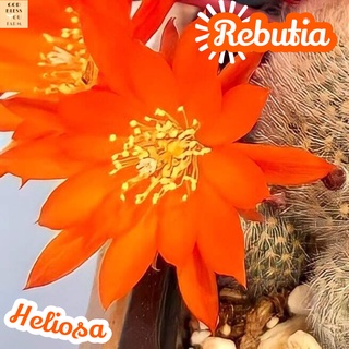 [รีบูเทียดอกส้ม] Rebutia Muscula  ส่งพร้อมกระถาง แคคตัส Cactus Succulent Haworthia Euphorbia ไม้หายาก พืชอวบน้ำ