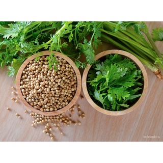 Coriander Cilantro Chinese Parsley vegetable seeds, 100 seeds [Local Seller Fast Delivery]เมล็ดพืช/ผักกาดหอม /ดอกไม้/ขึ้