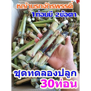 หญ้านรกจักรพรรดิ์ 30 ท่อน (ชุดทดลองปลูก)