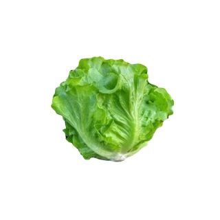 ใหม่!! 100 เมล็ด ผักกาดหอมอิตาลี ผักกาดหอมอิตาเลี่ยน Italian lettuce seeds.