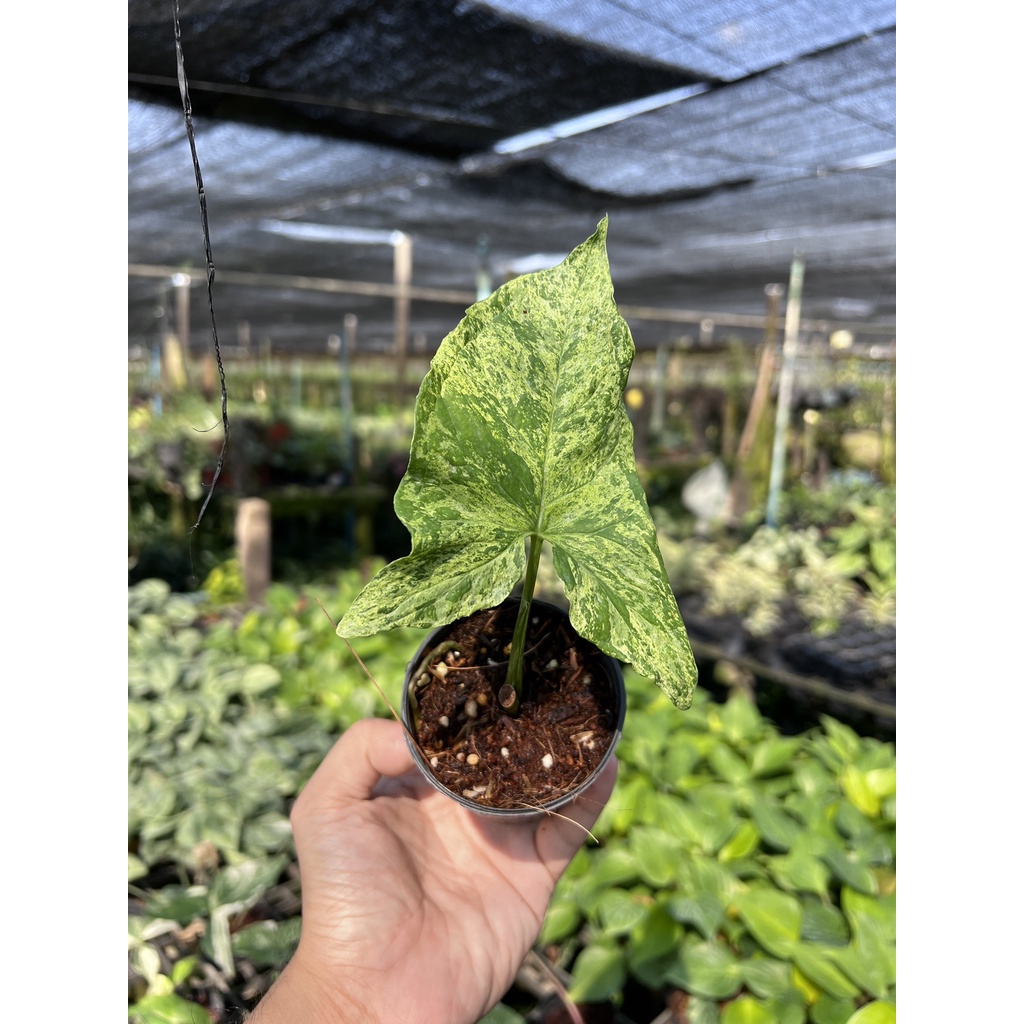 มุมมอง 3