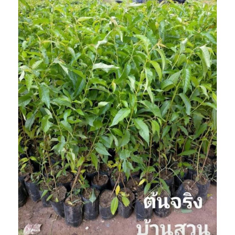 ต้นพญาเสือโคร่ง ต้นเพาะเมล็ด สูง 60-80 ซม. จัดชุด 2 ต้น