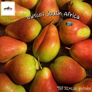 แพรแดง 🍐🇿🇦 South Africa หอม กรอบ ไซส์ใหญ่