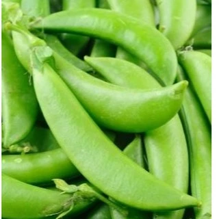 เมล็ดพันธุ์ ถั่วหวาน, ถั่วลันเตาหวาน Sugar Daddy Snap Pea Seed บรรจุ 25 เมล็ด คุณภาพดี ของแท้ 100%