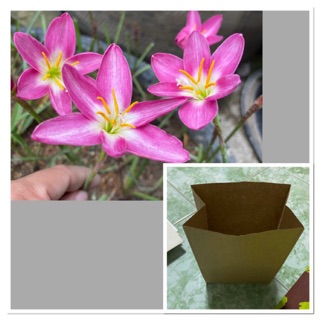 ง.หัวดอกบัวดิน Rainlily Orchid (กล้วยไม้)หัวละ 15 บาท