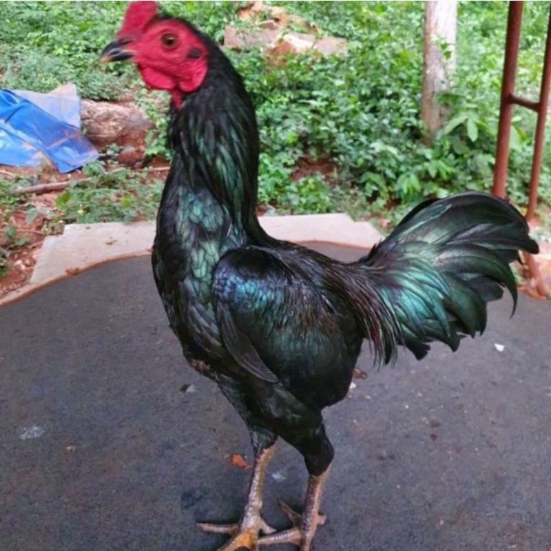 ไข่เชื้อไก่ชน ไก่บ้าน สำหรับฟักราคาถูก ชุดละ 3 ฟอง