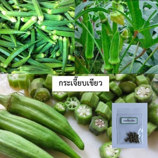 เมล็ดกระเจี๊ยบเขียว 15 เมล็ด (ซื้อ10แถม1 คละได้)