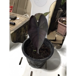 alocasia black magic/บอนดำแบล็คเมจิค/ส่งทั้งใบในถุงดำ