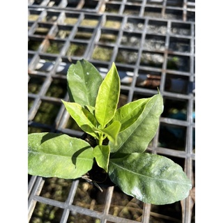 hoya multiflora albomarginata