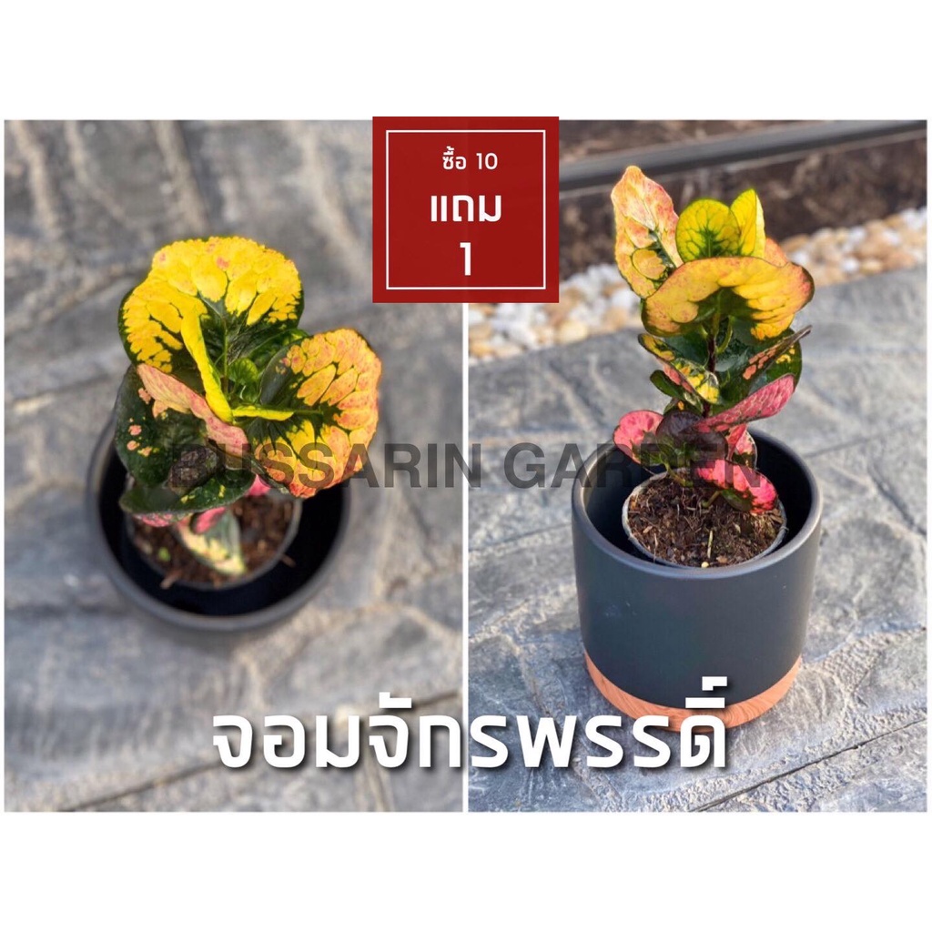 ต้นโกสนพันธุ์ จอมจักรพรรดิ์ ไซส์เล็ก กระถาง 5" สูง 15-20 เซนติเมตร ซื้อ 10 แถม 1  (จัดส่งแบบถอดกระถาง+รับประกันสินค้า)