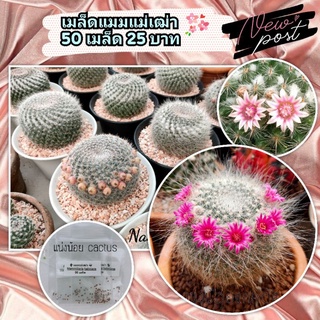 💥50 เมล็ด 25 บาท💥เมล็ดแมมแม่เฒ่า🌜รอบเก็บเมล็ด 1/4/2022🌛 Mammillaria hahniana เมล็ดแคคตัส