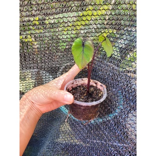 colocasia Pharaohs mask