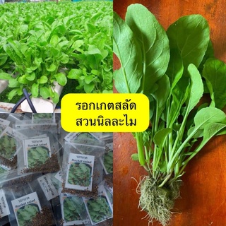 เมล็ดพันธุ์ผักสลัด รอกเกต(Rocket Salad)200+เมล็ด(มีเก็บเงินปลายทาง)