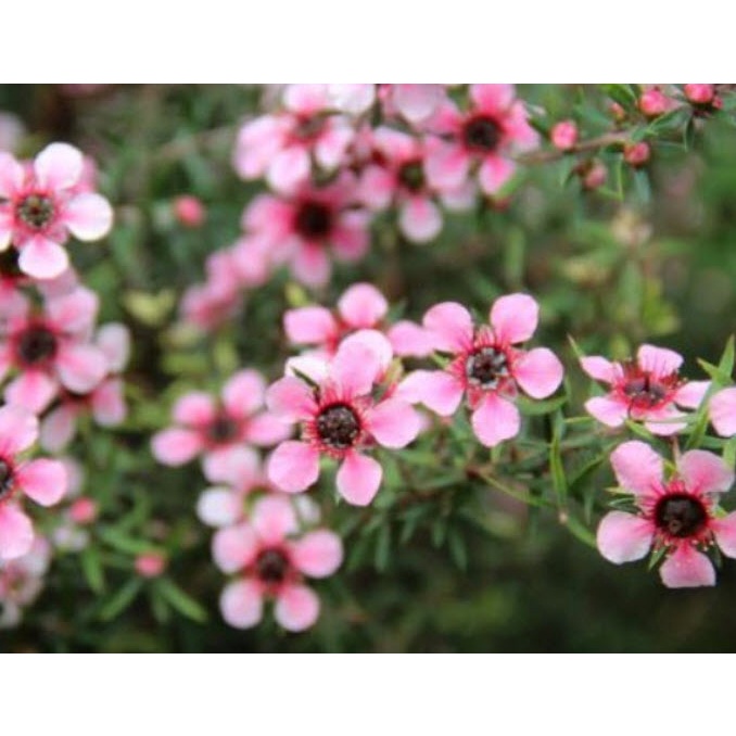 Leptospermum Scoparium Manuka, Myrtle Flowers Roses for Honey Seeds เมล็ดพันธุ์ มานูก้า - รูปที่ 4