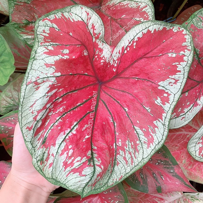 รายการ 102+ ภาพพื้นหลัง บอนสีอาทิตย์อุทัย ครบถ้วน