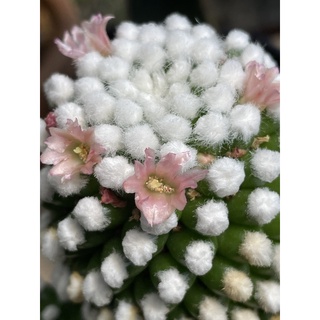 แมมมิลาเรีย  แมมโอรุกะ Mammillaria gracilis oruga