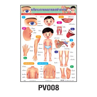 โปสเตอร์อวัยยะภายนอกของร่างกาย #PV008 โปสเตอร์ภาพประกอบการเรียนรู้ โปสเตอร์สื่อการเรียนการสอน โปสเตอร์พลาสติก