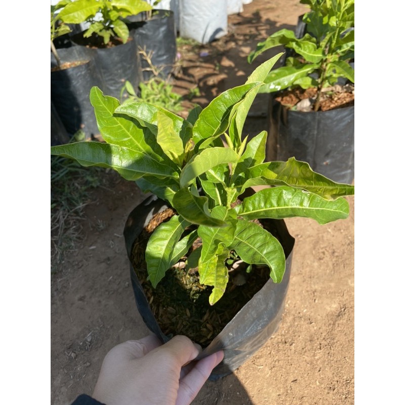 ต้นพวงครามขาว หรือ พวงเงิน ดอกสีขาวสวยมาก ✨✨ - รูปที่ 2