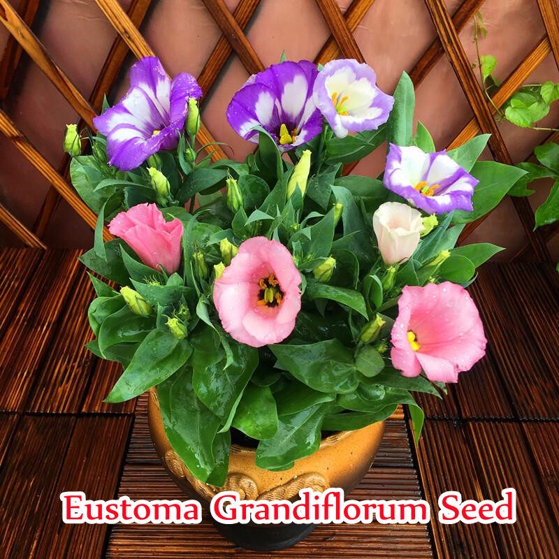 eustoma seeds ถูกที่สุด พร้อมโปรโมชั่น ส.ค. 2025 | BigGoเช็คราคาง่ายๆ