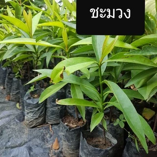 ต้นชะมวง รากเเน่น พร้อมปลูก ชะมวง พรรณไม้