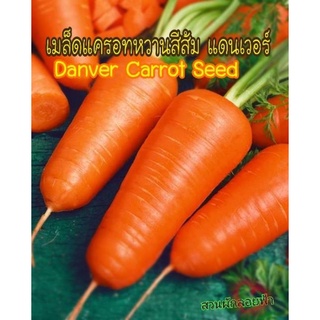 เมล็ดพันธุ์ แครอท สีส้ม แดนเวอร์ 100 เมล็ด Danver Carrot Seed เมล็ดพันธุ์