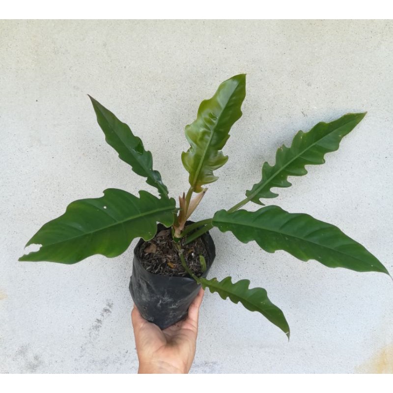 ฟิโลใบเลื่อย ring of fire