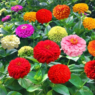 （อัตราการปลูกสูง）Various Colours Zinnia Elegasns Seeds,Garden Flowers plants,Outdoor Drought-tolerant and Heat-tolerant