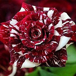 เมล็ดพันธุ์ กุหลาบ สตาร์แอนด์สไตร้พส์ Tiger Striped Rose Seeds สีขาว-แดง ดอกใหญ่ นำเข้าจากต่างประเทศ 30 เมล็ด