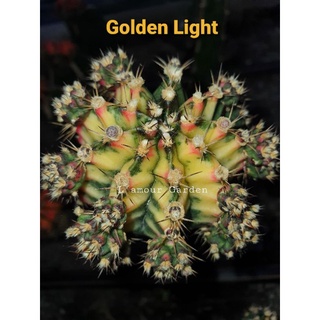 หน่อเด็ดสด ยิมโนหายาก " Golden Light" ด่างสวยๆ