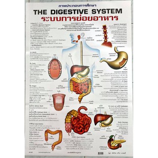 โปสเตอร์ ระบบการย่อยอาหาร No.9479 โปสเตอร์ภาพประกอบการศึกษา  โปสเตอร์การเรียนรู้ โปสเตอร์กระดาษ