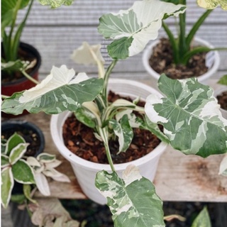 Alocasia Okinawa Silver บอนกระดาษด่างโอกินาว่า กระถาง 8 นิ้ว🌱