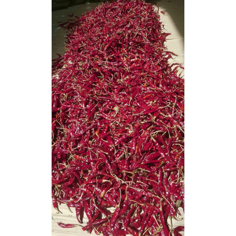 🌶🌶🌶พริกแดงจินดาแห้งยกกระสอบ 10 กิโล ⭐ราคาถูก⭐