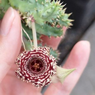 เก๋งจีน​ huernia hystrix 🐯 กระบองเพชร​ แคคตัส