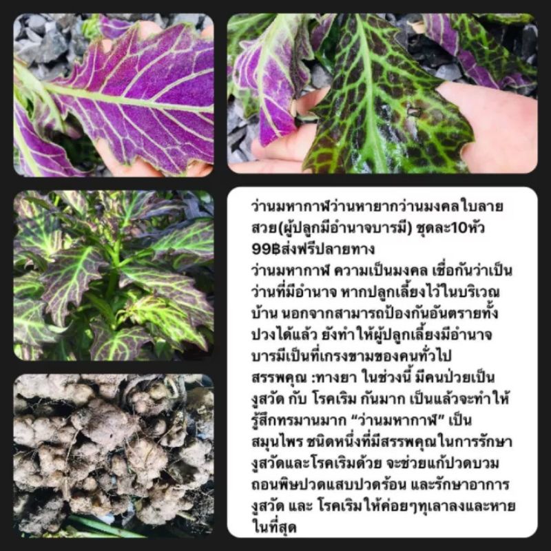 ว่านมหากาฬ1ต้น1ถุงดำว่านมงคล พรรณไม้หายาก ไม้ดอก ไม้ประดับ สมุนไพร