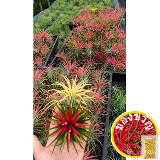 เมล็ดอวบอ้วน100%ทิลแลนเซีย รากอากาศ Tillandsia Ionantha หัวขนาดใหญ่ เกรดส่งออกเมล็ดพันธุ์WhiteesculentumRussianKaleCosmo