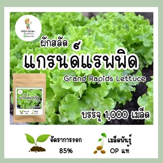 เมล็ดผักกาดหอม แกรนด์แรพพิด 🌱🥬 อัตราการงอกสูง