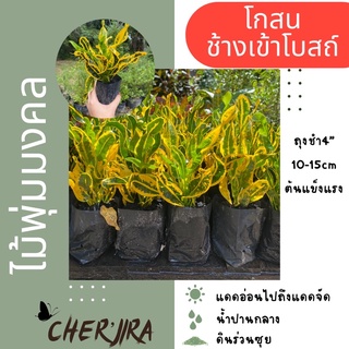 โกสนช้างเข้าโบสถ์ ไม้มงคล ถุง 4” ขนาด 10-15 CM (สั่งซื้อขั้นต่ำ 5 ต้น คละได้)